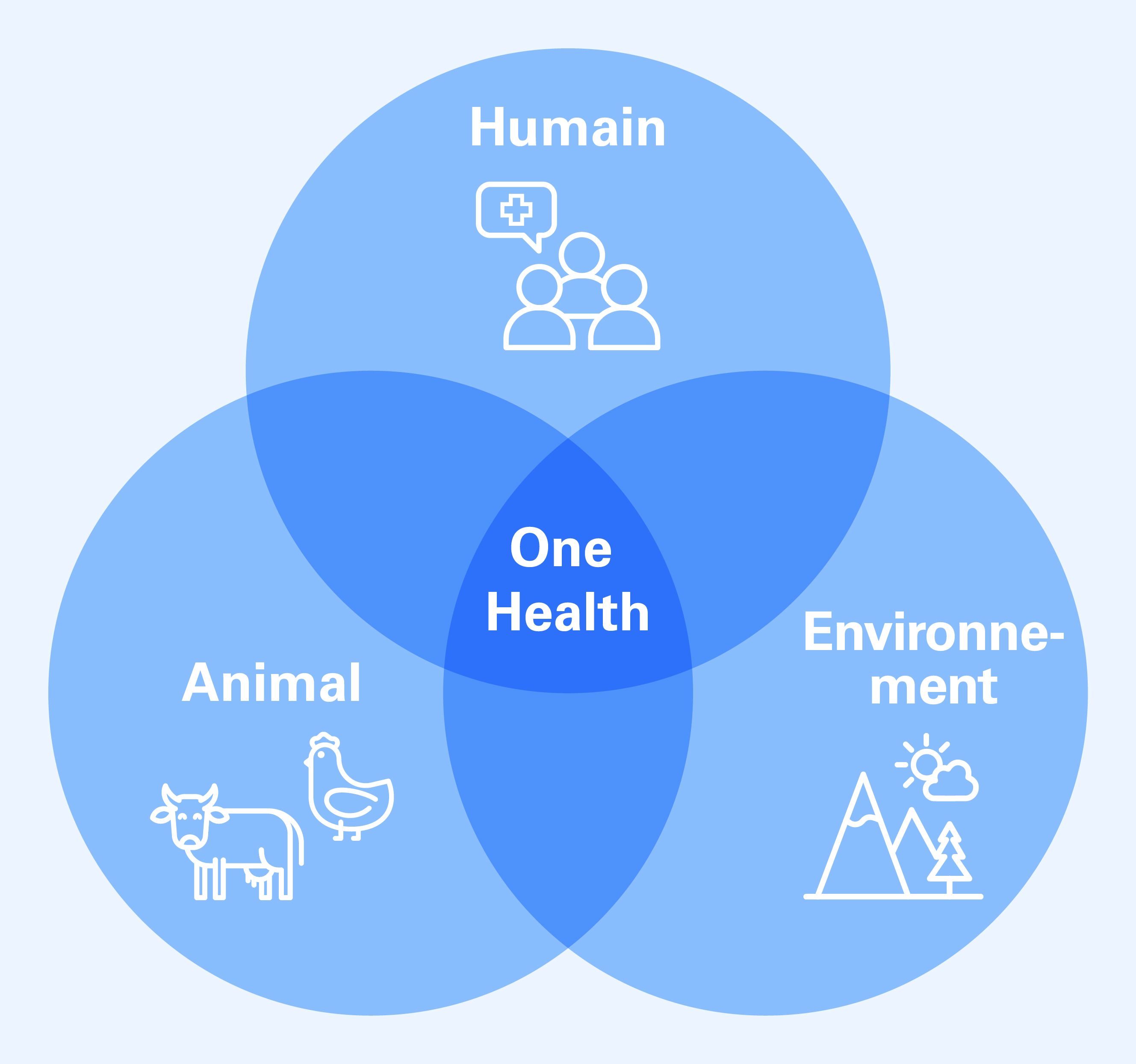 Trois cercles qui se chevauchent avec des symboles et les mentions « Humain », « Animal » et « Environnement » sont représentés. À l’intersection se trouve le terme « One Health ». 