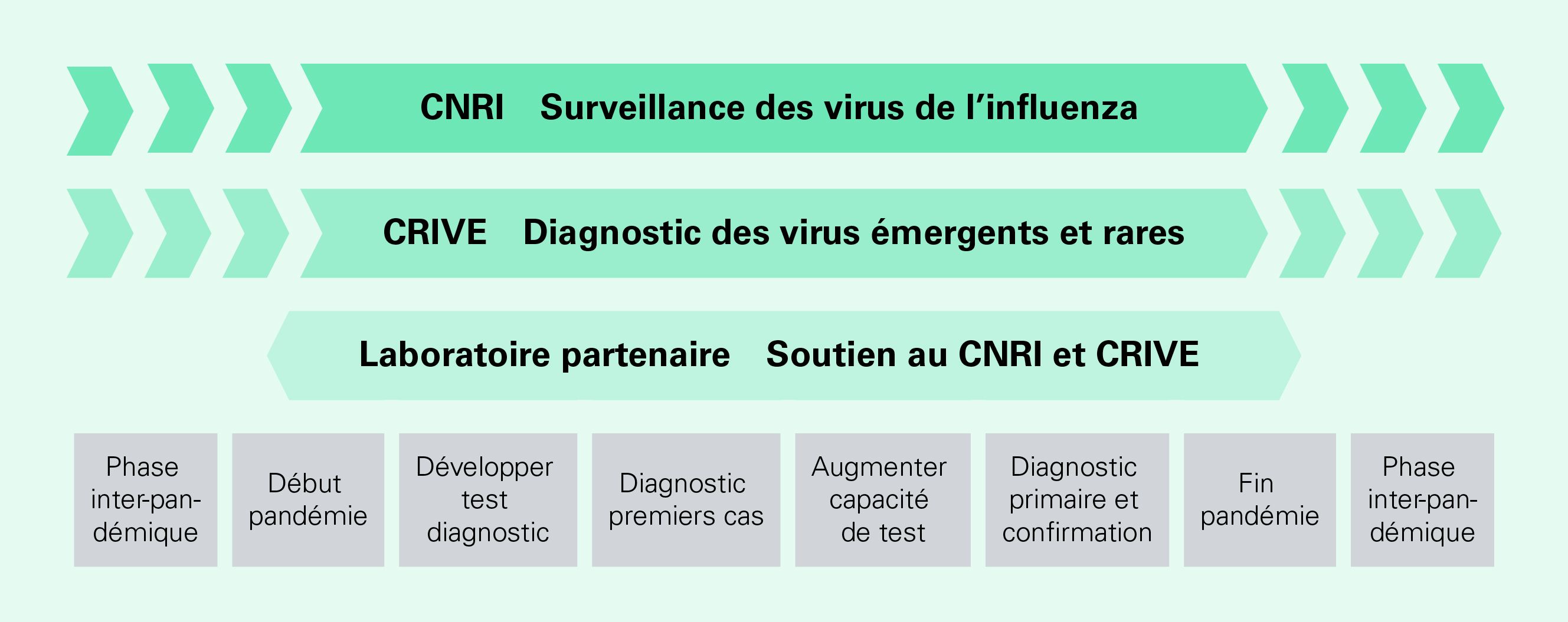 En haut, on trouve les laboratoires de référence avec leurs domaines de responsabilité : en premier lieu le CNRI, qui s'occupe de la surveillance des virus de l'influenza, puis le CRIVE, qui est responsable du diagnostic des virus émergents et rares. Pour finir, les laboratoires partenaires, qui soutiennent le CNRI et le CRIVE. Les phases et les tâches à accomplir pendant une pandémie sont énumérées ci-dessous, de gauche à droite : phase interpandémique, début de pandémie, développement de test diagnostic, diagnostic premiers cas, augmentation de capacité de test, diagnostic primaire et confirmation, fin de pandémie et phase interpandémique.